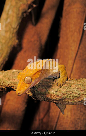 Crested Gecko, Eyelash Gecko, New Caledonian giant gecko (Rhacodactylus ciliatus, Correlophus ciliatus), on a twig , New Caledonia, Ile des Pins Stock Photo