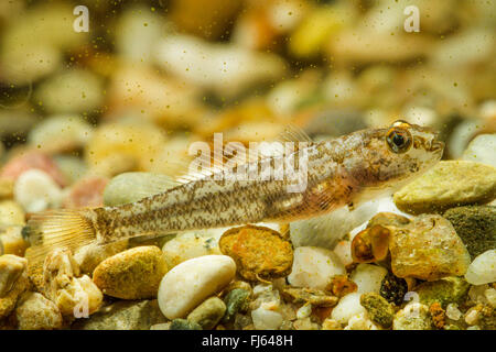 marble goby (Oxyeleotris marmorata, Eleotris marmorata), juvenile Stock Photo