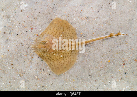 Spotted ray, Spotted homelyn ray, Spotted skate, Homelyn ray (Raja montagui), rests on the ground Stock Photo