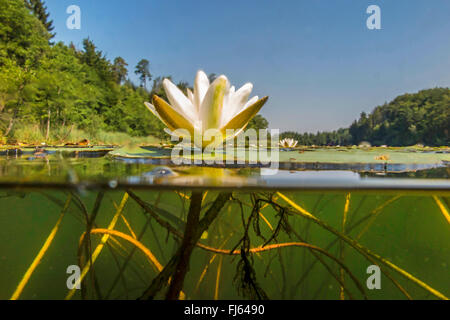 candid water-lily (Nymphaea candida), split-level-picture, Germany, Bavaria, Langbuergener See Stock Photo