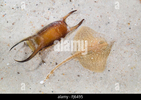 Spotted ray, Spotted homelyn ray, Spotted skate, Homelyn ray (Raja montagui), juvenile with leathery egg case Stock Photo