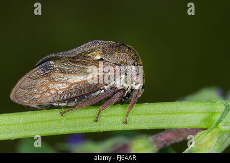 horned treehopper (Centrotus cornutus), on a stem Stock Photo