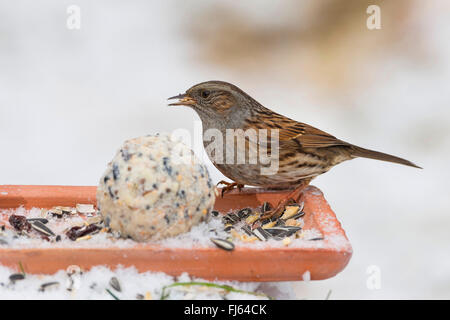 dunnock (Prunella modularis), feeding handmade fat feed in the snow, side view on the ground, Germany
