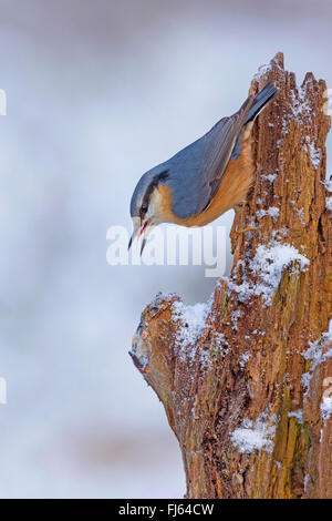 Eurasian nuthatch (Sitta europaea), sitting upside down at a dead tree trunk in winter, Germany Stock Photo