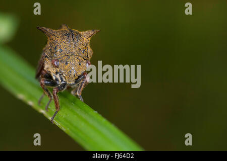 horned treehopper (Centrotus cornutus), on a stem Stock Photo