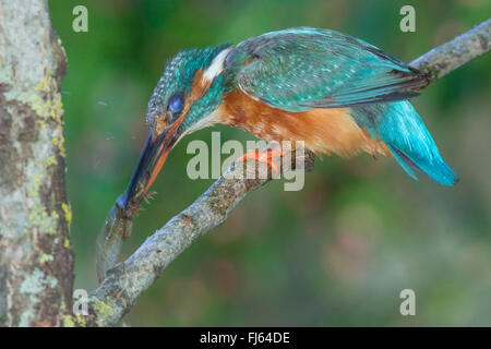 river kingfisher (Alcedo atthis), female killing captured tadpole of a marsh frog, Germany, Bavaria, Isental Stock Photo