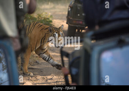 Royal Bengal Tiger female at Ranthambhor National Park, Rajasthan India Stock Photo