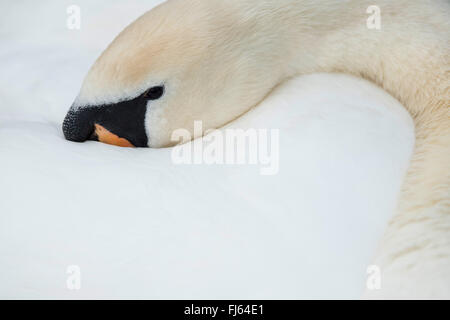 mute swan (Cygnus olor), head in its plumage, Germany Stock Photo