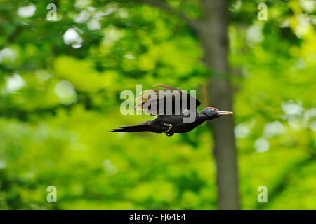 black woodpecker (Dryocopus martius), in flight with prey in the bill, Germany, North Rhine-Westphalia Stock Photo