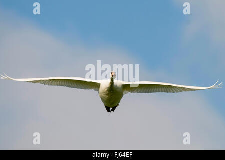 mute swan (Cygnus olor), in flight, Germany Stock Photo