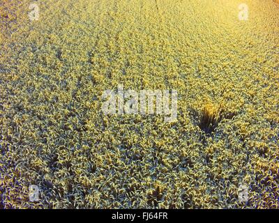 mature wheat field, air photo, 23.07.2015, aerial view , Germany, Baden-Wuerttemberg, Odenwald Stock Photo