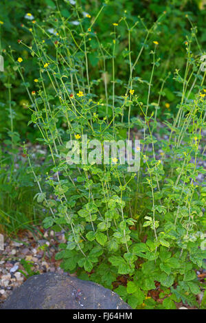 common avens, wood avens, clover-root (Geum urbanum), blooming, Germany Stock Photo
