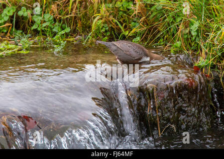 dipper (Cinclus cinclus), diving head into the streaming water and searching food, side view, Austria, Tyrol Stock Photo