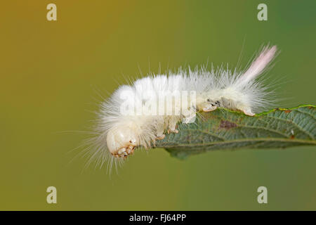 Pale tussock, Red-tail moth (Dasychira pudibunda, Olene pudibunda, Calliteara pudibunda, Elkneria pudibunda), caterpillar fedds on a leaf, Germany Stock Photo