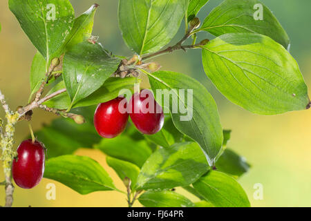 cornelian cherry wood (Cornus mas), fruits on a branch, Germany Stock Photo