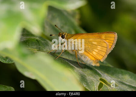 small skipper (Thymelicus sylvestris, Thymelicus flavus), sits on a leaf, Germany Stock Photo