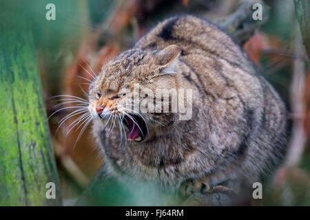 European wildcat, forest wildcat (Felis silvestris silvestris), sits on a tree yawning Stock Photo