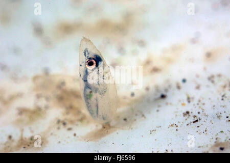 tubenose goby (Proterorhinus marmoratus, Gobius marmoratus), egg with larva short time before hatching