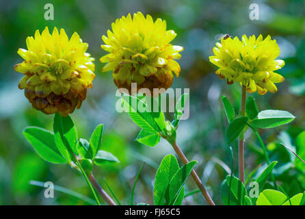 brown clover (Trifolium badium), blooming, Austria, Tyrol, Tannheimer Berge Stock Photo