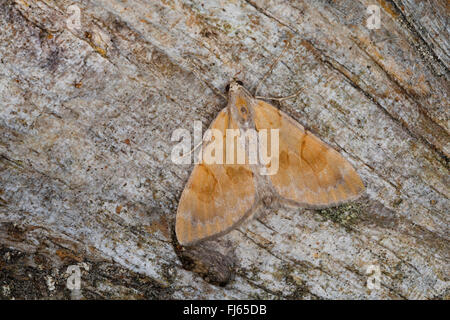 Pine Carpet (Protothera firmata, Pennithera firmata, Thera firmata), on bark, Germany Stock Photo