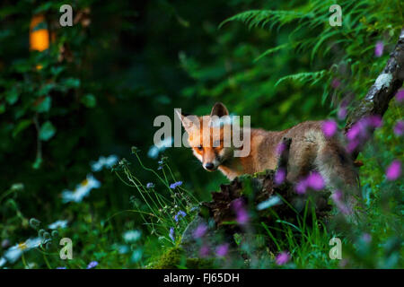 red fox (Vulpes vulpes), juvenile red fox searching food at a sloping meadow, Switzerland, Sankt Gallen, Rheineck Stock Photo