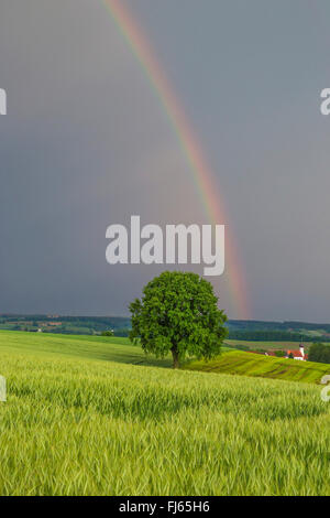 rainbow above hilly field landscape, Germany, Bavaria, Isental Stock Photo
