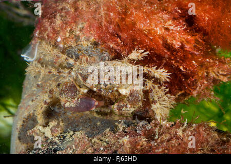 bristly crab, hairy crab, hairy black crab, bristly xanthid  (Pilumnus hirtellus), well camouflaged Stock Photo