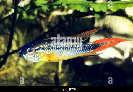 Agassiz dwarf cichlid (Apistogramma agassizii), swimming Stock Photo ...