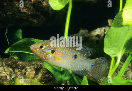 Blood Red Jewel fish, Blood Red Jewel (Hemichromis lifalili), swimming Stock Photo