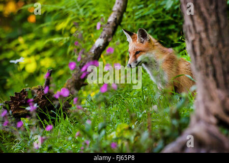 red fox (Vulpes vulpes), juvenile red fox searching food at a sloping meadow, Switzerland, Sankt Gallen, Rheineck Stock Photo