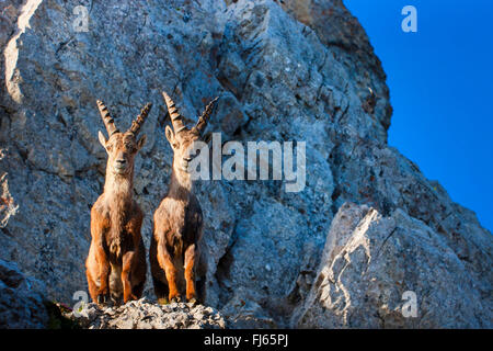 Alpine ibex (Capra ibex, Capra ibex ibex), two Alpine ibexes standing in morning light side by side on a cliff edge and looking down, Switzerland, Alpstein, Saentis Stock Photo