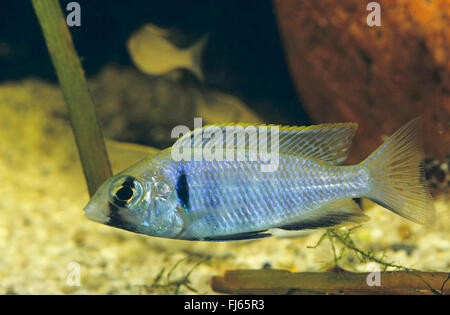 Golden tropheops, Deepwater hap (Placidochromis electra, Haplochromis electra, Cyrtocara electra), swimming Stock Photo
