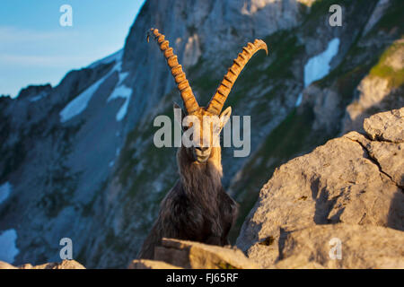 Alpine ibex (Capra ibex, Capra ibex ibex), in morning light in front of a mountain backdrop, Switzerland, Alpstein, Saentis Stock Photo