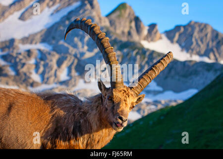 Alpine ibex (Capra ibex, Capra ibex ibex), in morning light in front of a mountain backdrop, Switzerland, Alpstein, Saentis Stock Photo