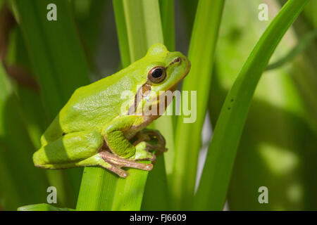 European treefrog, common treefrog, Central European treefrog (Hyla arborea), male in its habitat, Germany, Bavaria Stock Photo