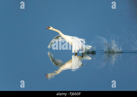 mute swan (Cygnus olor), takes off the water, Germany Stock Photo