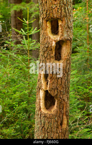 woodpecker cavities in a tree trunk, Germany, North Rhine-Westphalia Stock Photo