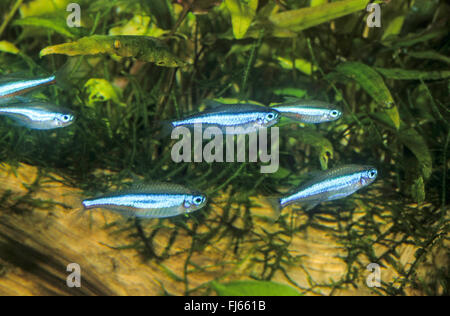 Green neon tetra (Paracheirodon simulans, Hyphessobrycon simulans), swimming school Stock Photo