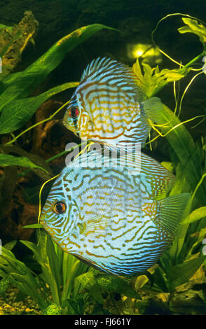 Blue discus, Pompadour fish (Symphysodon aequifasciatus, Symphysodon aequifasciata, Symphysodon discus aequifasciata), adult and juvenile Blue discus Stock Photo