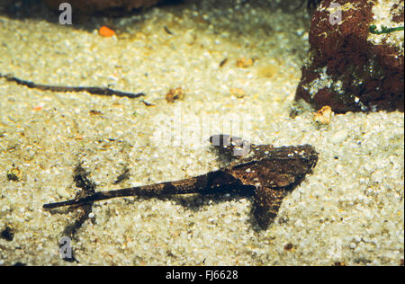 Banjo Catfish (Dysichthys coracoideus, Bunocephalus coracoideus, Bunocephalus bicolor, Dysichthys bicolor), rests on the bottom Stock Photo