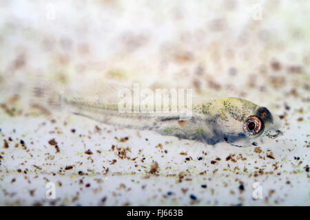 tubenose goby (Proterorhinus marmoratus, Gobius marmoratus), larva shortly after hatching