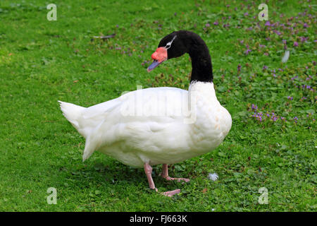 Black-necked swan (Cygnus melanocoryphus), standing in a meadow and looking back Stock Photo