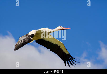 white stork (Ciconia ciconia), in flight in the sky, side view, Germany Stock Photo