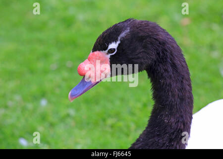 Black-necked swan (Cygnus melanocoryphus), portrait in a meadow, side view Stock Photo
