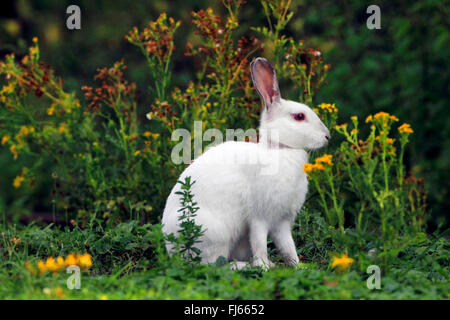 European rabbit (Oryctolagus cuniculus), albino, Germany Stock Photo