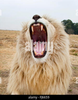 lion (Panthera leo), roaring white lion, portrait, South Africa Stock Photo