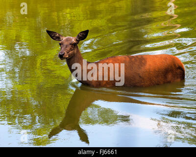 red deer (Cervus elaphus), hind stands in a stretch of water, Germany, Hesse Stock Photo