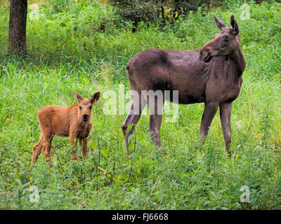 elk, European moose (Alces alces alces), female with elk calf, Germany, Bavaria Stock Photo