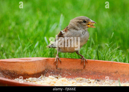 house sparrow (Passer domesticus), at a feeding place, Germany Stock Photo