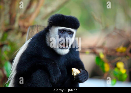 guereza, guereza colobus, eastern black-and-white colobus, mantled colobus, mantled guereza (Colobus guereza, Colobus abyssinicus), portrait, Kenya Stock Photo